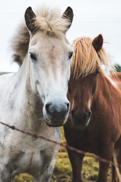 两匹马的对焦摄影